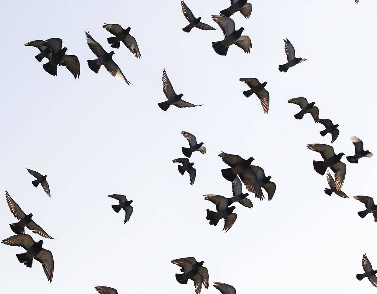 A flock of pigeons fly over Sunset Park pond on Thursday, Sept. 24, 2020, in Las Vegas. With a ...