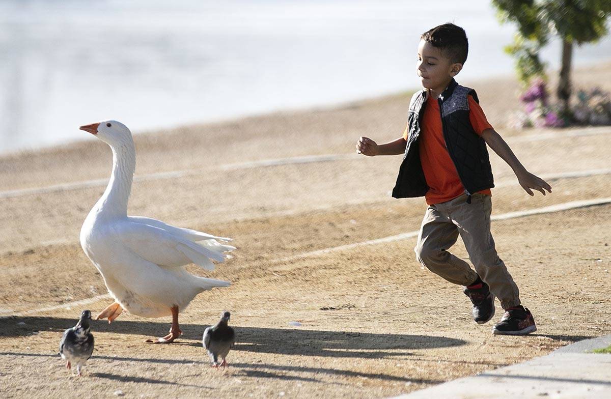 Jose Angel, 4, chases a goose as he plays during a cool morning at Sunset Park pond on Thursday ...