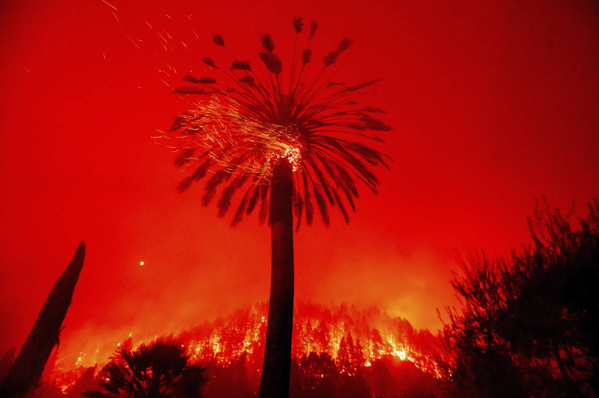 Embers fly from a tree as the Glass Fire burns in St. Helena, Calif., Sunday, Sept. 27, 2020. ( ...