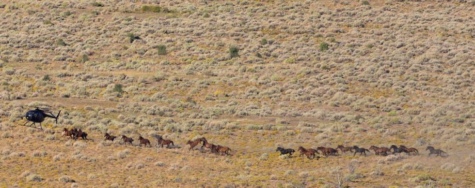 A helicopter rounds up wild horses during the Diamond HMA gather on Thursday, Sept. 10, 2020, n ...