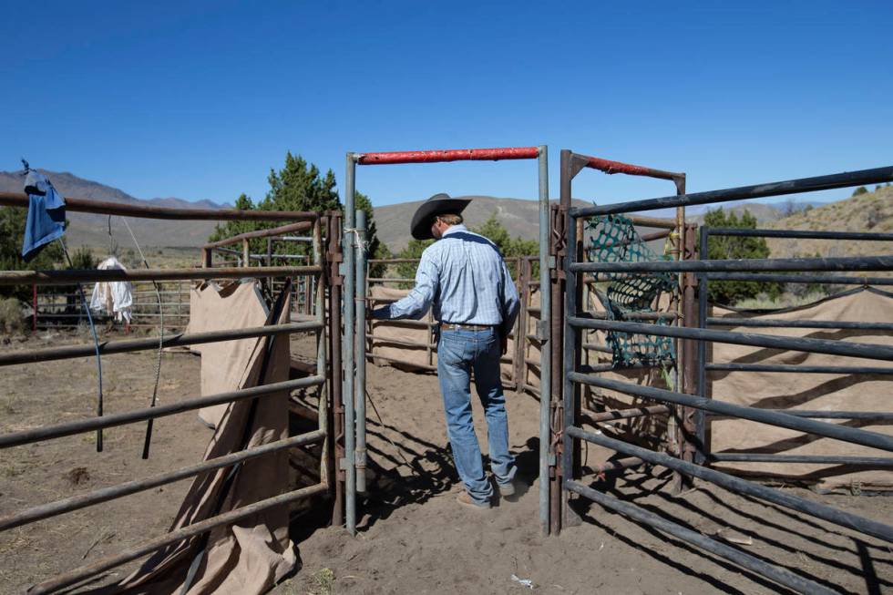 Wild Horse and Burro Specialist Ben Noyes walks into the wild horse trap after a day of gatheri ...