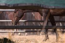 A wild horse is in a temporary holding facility during the Diamond HMA on Thursday, Sept. 10, 2 ...