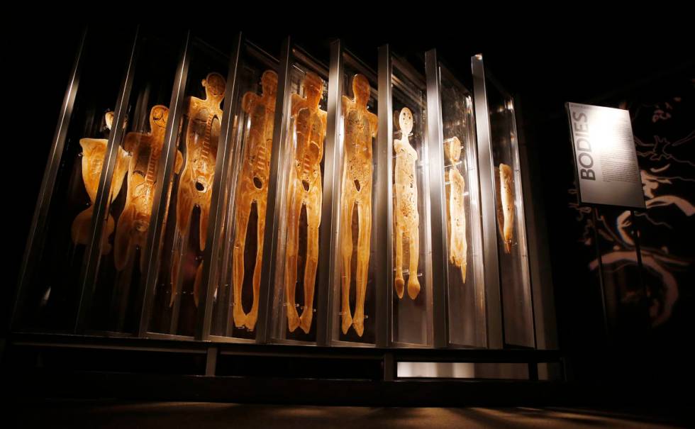 A cross-section of human bodies are shown at "Bodies ... The Exhibition" at Luxor. (Premier Exh ...