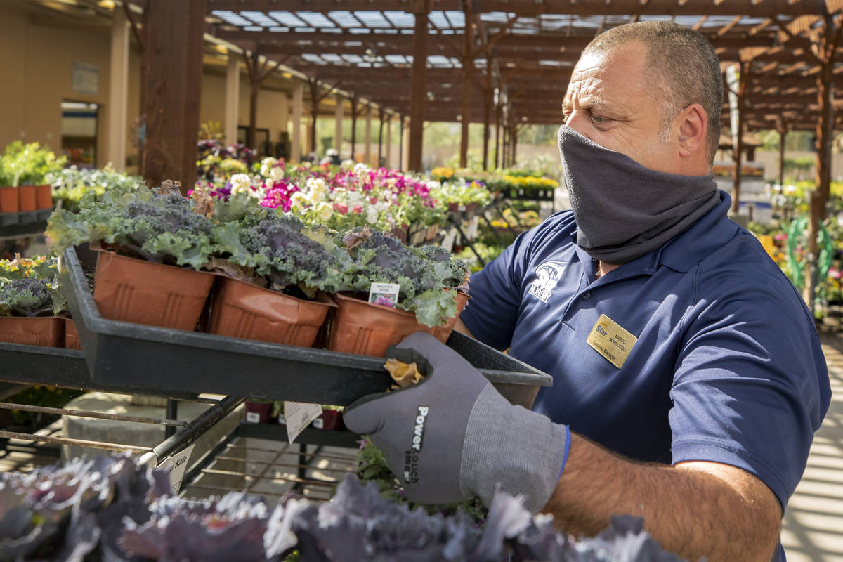General manager Marco Marrocco organizes plants at Star Nursery off of W Tropicana Ave.,Thursda ...