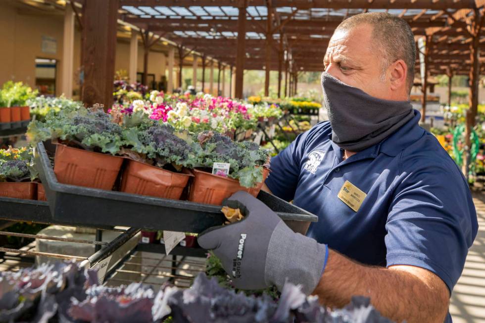 General manager Marco Marrocco organizes plants at Star Nursery off of W Tropicana Ave.,Thursda ...