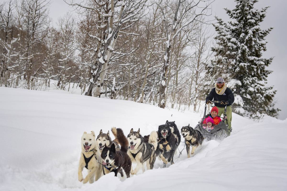 Dog-sledding is great fun for the whole family, and there are multiple companies that offer it, ...
