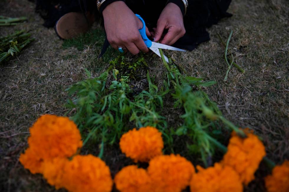 Ingrid ollintzihuatl Moctezuma cuts marigolds for an ofrenda at a Día de los Muertos event ...