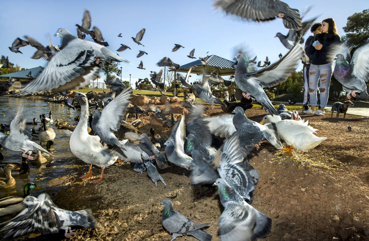 (From right) Harley Rose, 16, and Burgandie Turner, 16, as birds scatter while feeding them at ...
