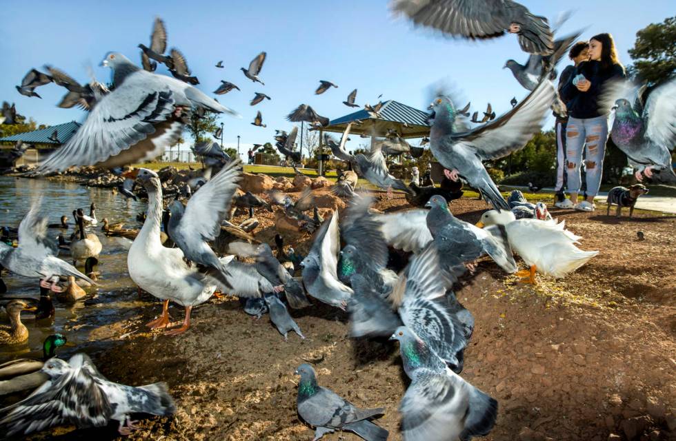 (From right) Harley Rose, 16, and Burgandie Turner, 16, as birds scatter while feeding them at ...