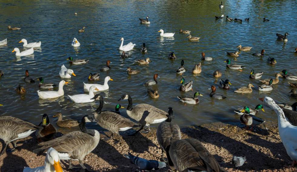 A wide variety of birds gather in the pond at Lorenzi Park on Thursday, Nov. 12, 2020, in Las V ...