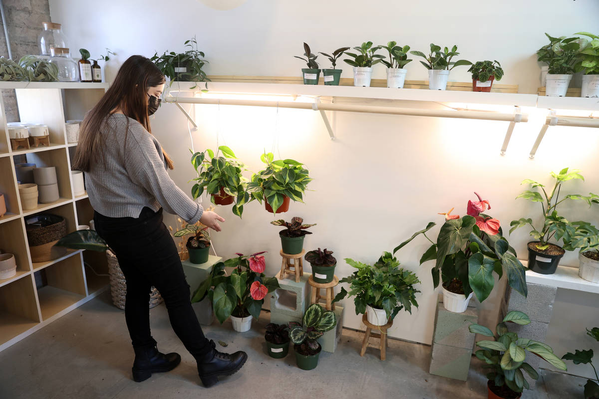 Carissa Beasley, owner of the LV Plant Collective store, gives a tour of the plants on sale at ...