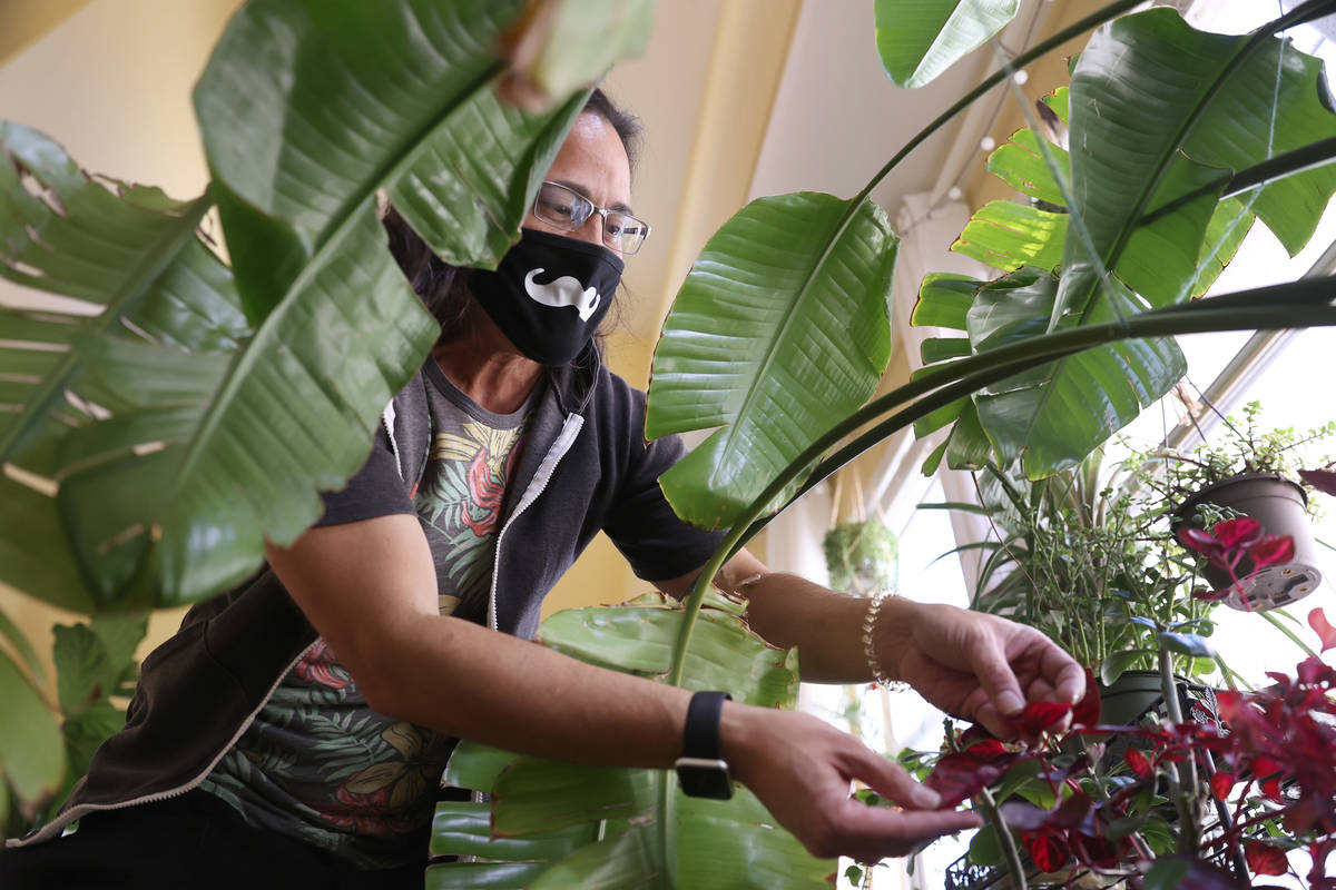 Plant enthusiast T.J. Dahna shows his collection of plants at his home in Las Vegas on Thursday ...