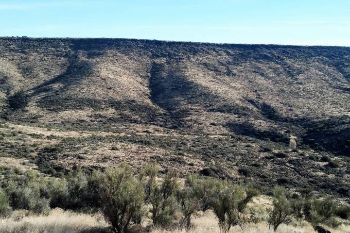 Brandon Foley, of the Arizona Game and Fish Department, recommends looking for quail in the bot ...