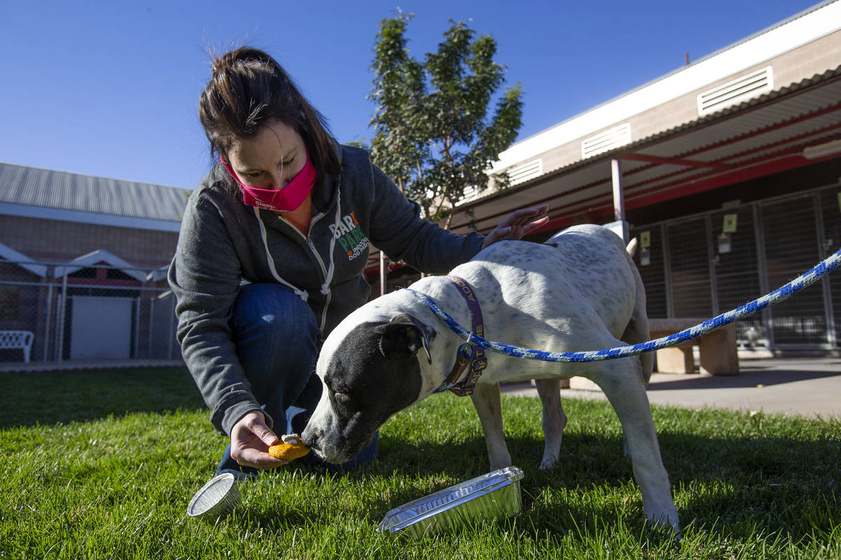 Jen Freet, owner of Barx Parx, feeds 8-year-old Rocky a "PUPSgiving" meal at City of Henderson ...