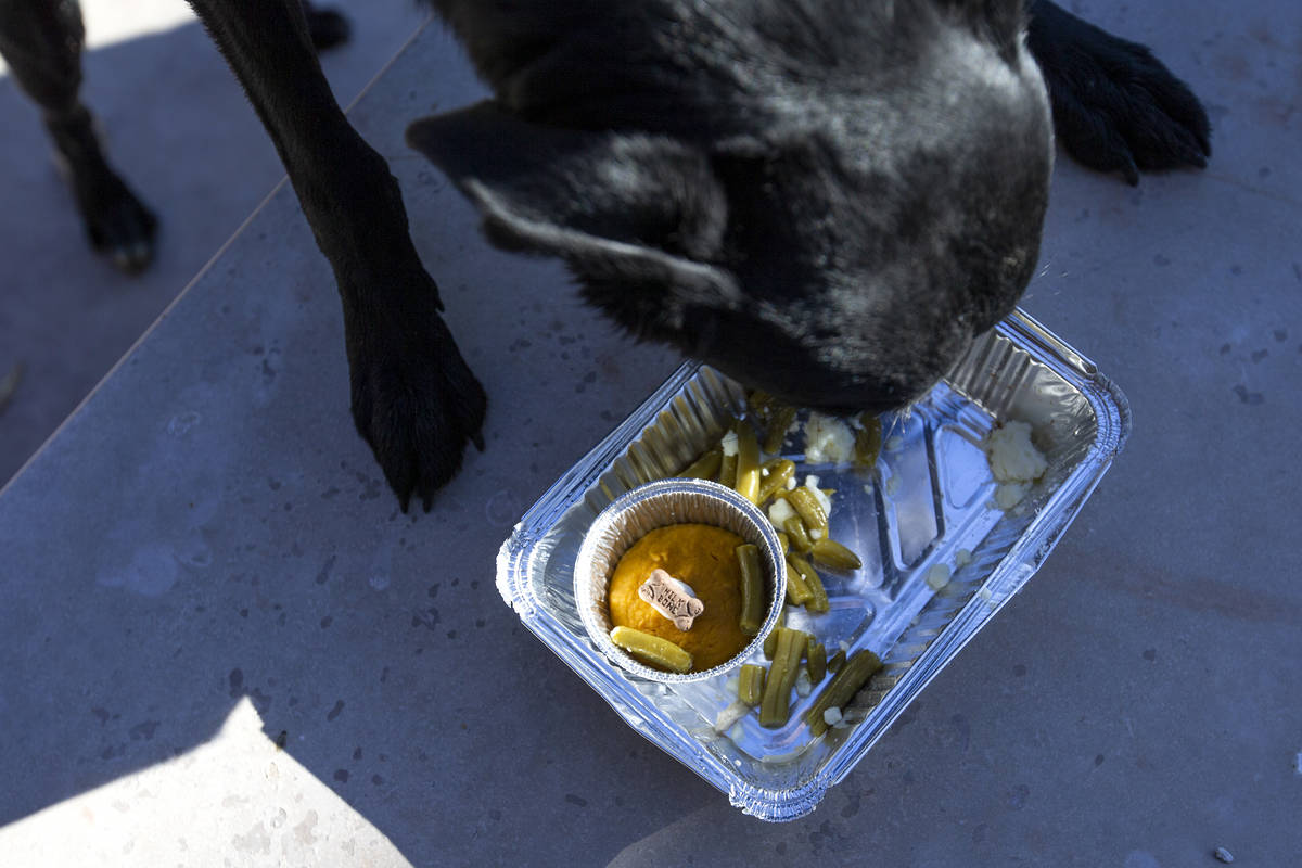 Dooley, 3, enjoys a "PUPSgiving" meal donated by Barx Parx at City of Henderson Animal Care and ...