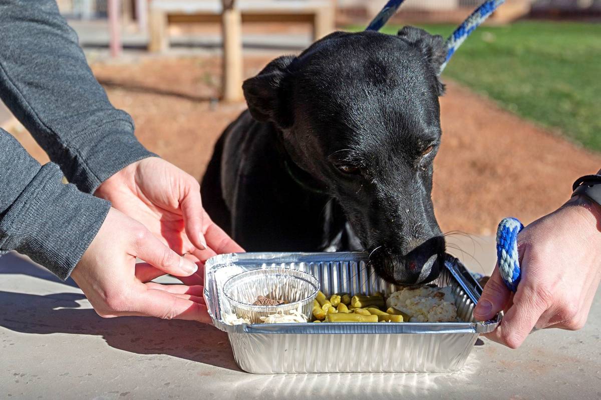 3-year-old Dooley enjoys a "PUPSgiving" meal donated by Barx Parx at City of Henderson Animal C ...