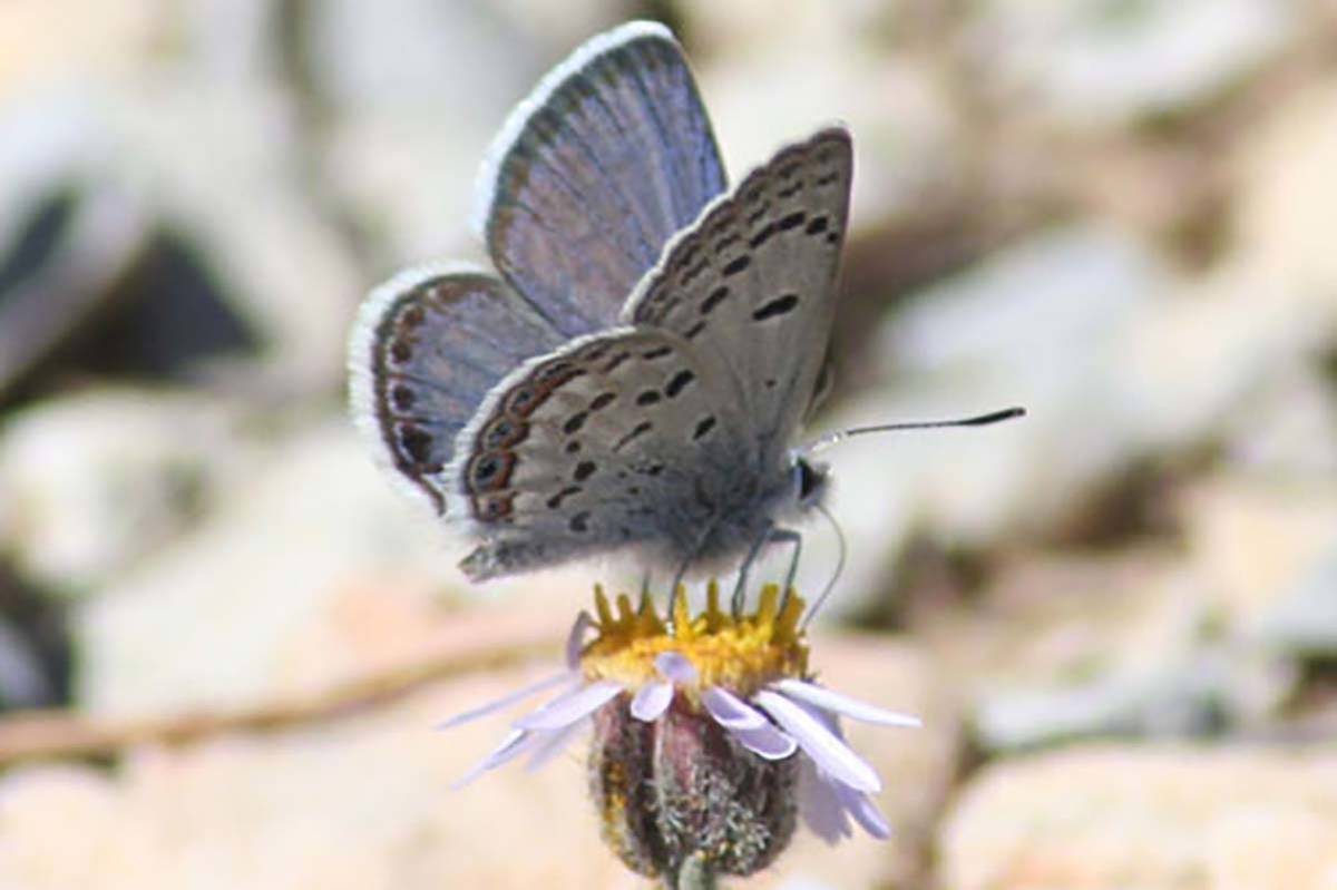 The Mount Charleston blue butterfly was added to the endangered species list in 2013. (Photo co ...