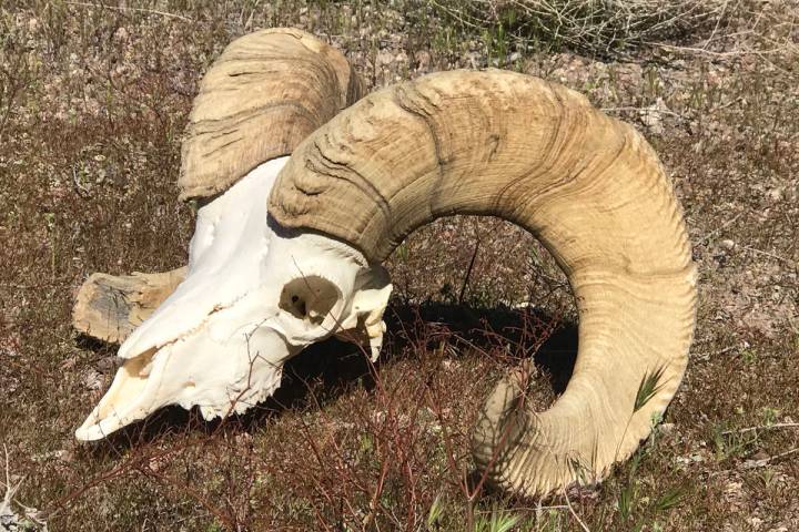 If you are looking for a fun do-it-yourself project, bleaching a pick-up skull is an inexpensiv ...