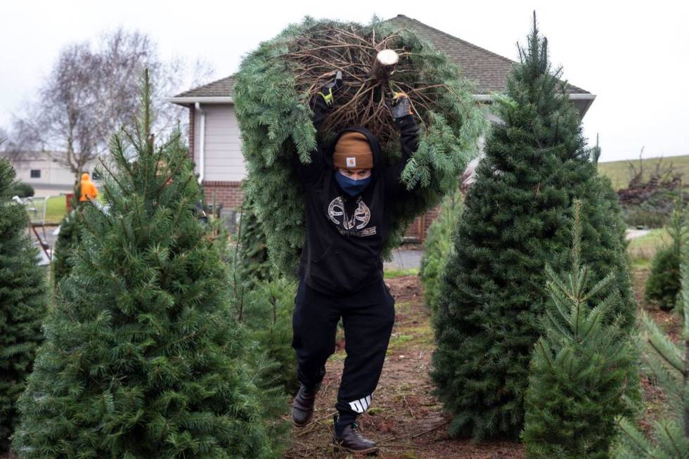 Francisco Villagrana carries a fresh cut Christmas tree at Sunnyview Christmas Tree farm on Sat ...