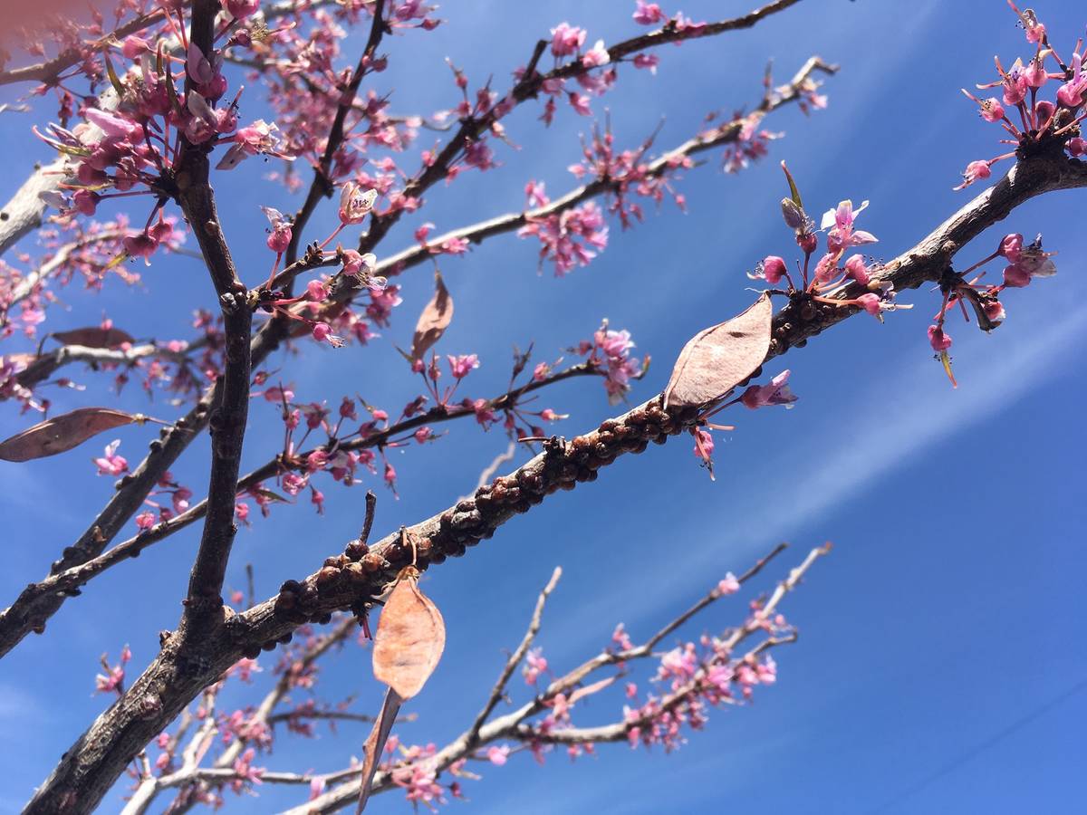 Scale insects on redbud. Scale insects are controlled with oil sprays in the spring and early s ...