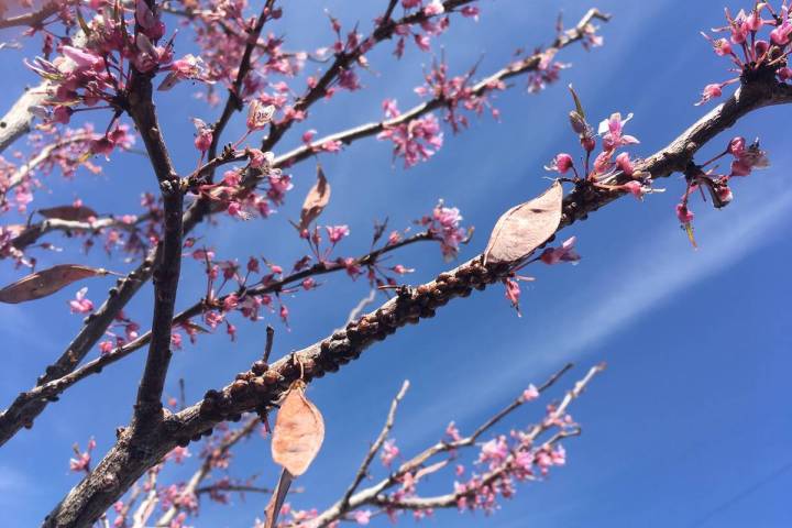 Scale insects on redbud. Scale insects are controlled with oil sprays in the spring and early s ...