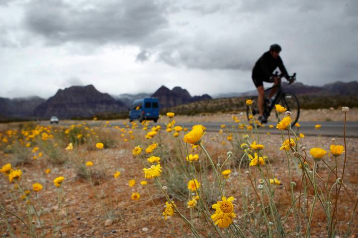 A cyclist rides past spring wildflowers on state Route 159 in Red Rock Canyon National Conserva ...