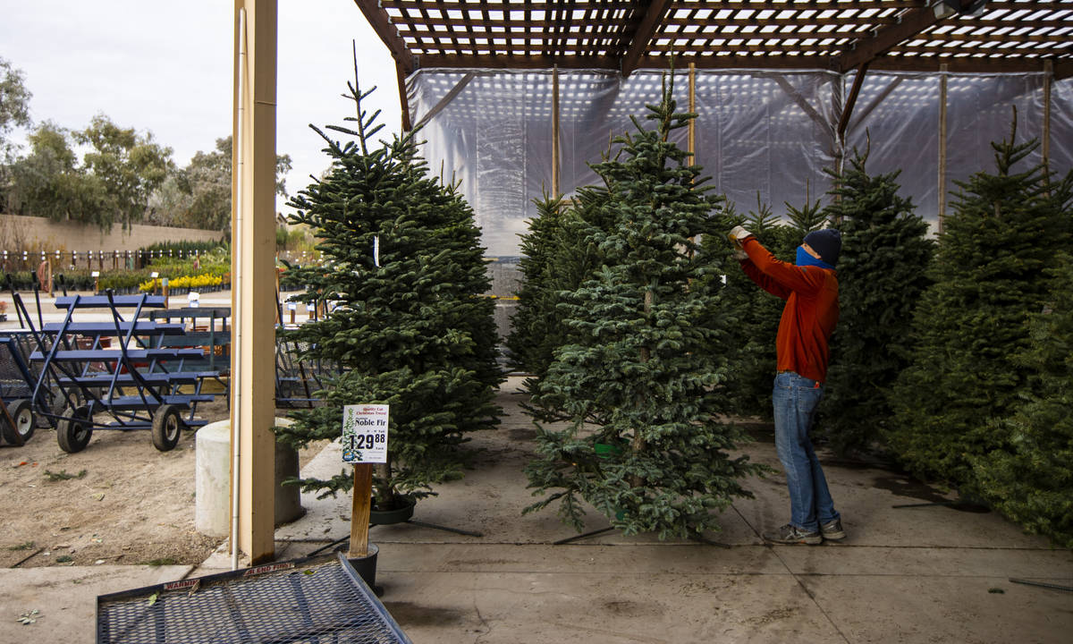 Brian Beeler, in outdoor sales at Star Nursery, prepares to move a Christmas tree for customers ...