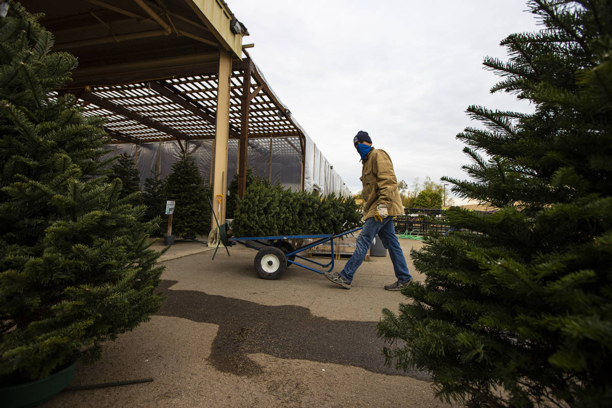 Brian Beeler, in outdoor sales at Star Nursery, moves a Christmas tree at Star Nursery in Las V ...