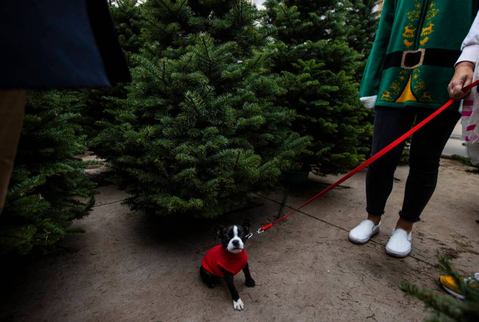 Ollie, a 10-week-old Boston Terrier, looks around at Christmas trees at Star Nursery in Las Veg ...