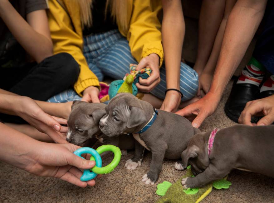 The Neibaur family plays with their 6-week foster puppies through the Animal Foundation, at the ...