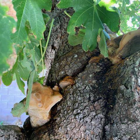 Identifying the conk on a fig tree can identify the disease and how aggressive it is. (Bob Morris)