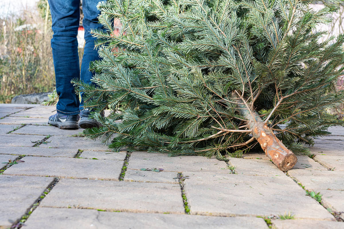 Summerlin residents can recycle their real Christmas tree Dec. 26-Jan. 15. The annual Christmas ...