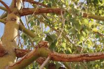 Bottle trees are highly susceptible to sunburn. (Bob Morris)