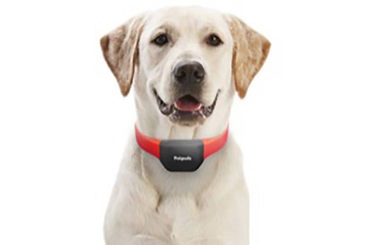 Petpuls' collar promises to tell you your dog's emotions (Petpuls)