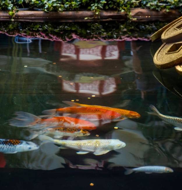 Koi swim in the small pond below two golden oxen as the Bellagio Conservatory & Botanical Garde ...