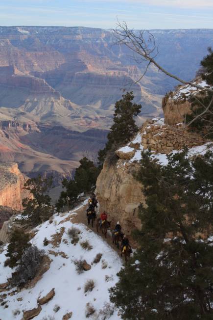 A mule train heads down the Bright Angel Trail. (Deborah Wall Las Vegas Review-Journal)