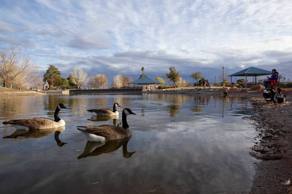 Geese swim at Lorenzi Park on Saturday, Jan. 23, 2021, in Las Vegas. (Ellen Schmidt/Las Vegas R ...