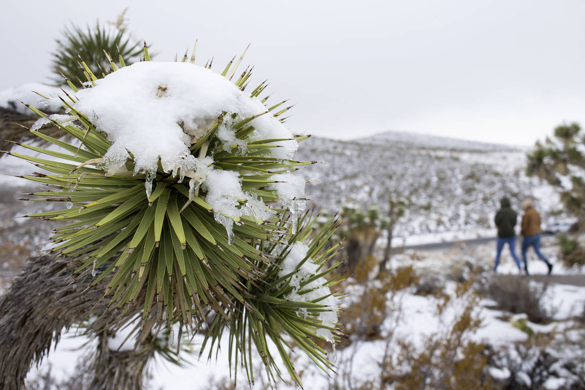 Snow sits on a Joshua Tree at Red Rock Canyon Overlook on Monday, Jan. 25, 2021, in Las Vegas. ...