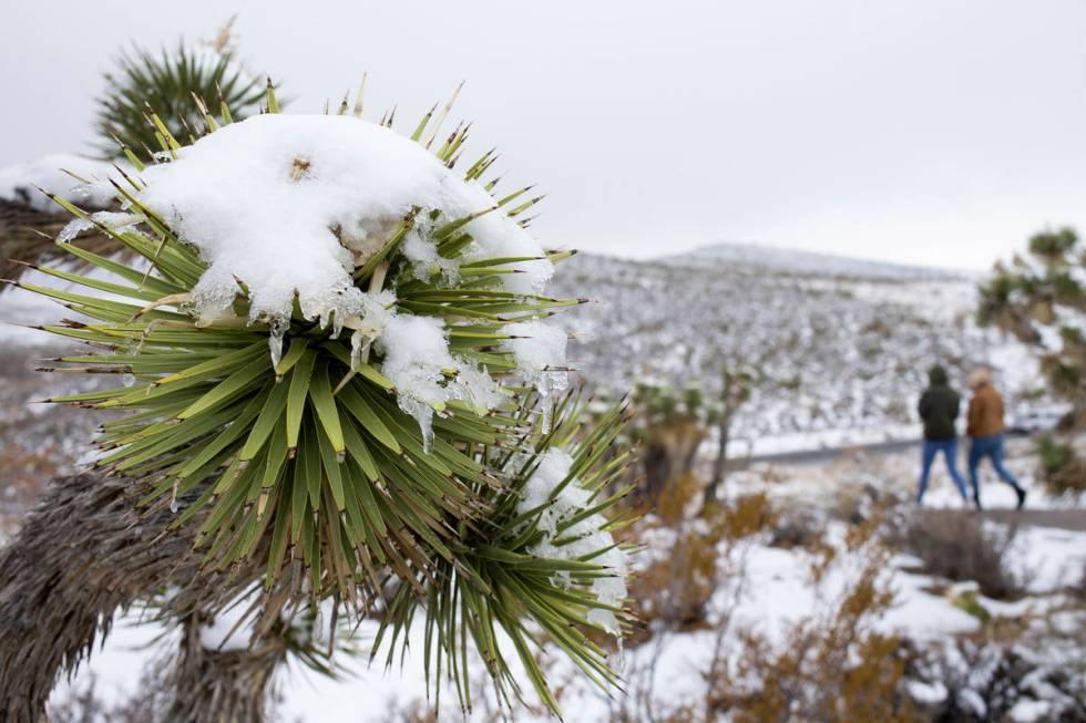 Snow sits on a Joshua Tree at Red Rock Canyon Overlook on Monday, Jan. 25, 2021, in Las Vegas. ...