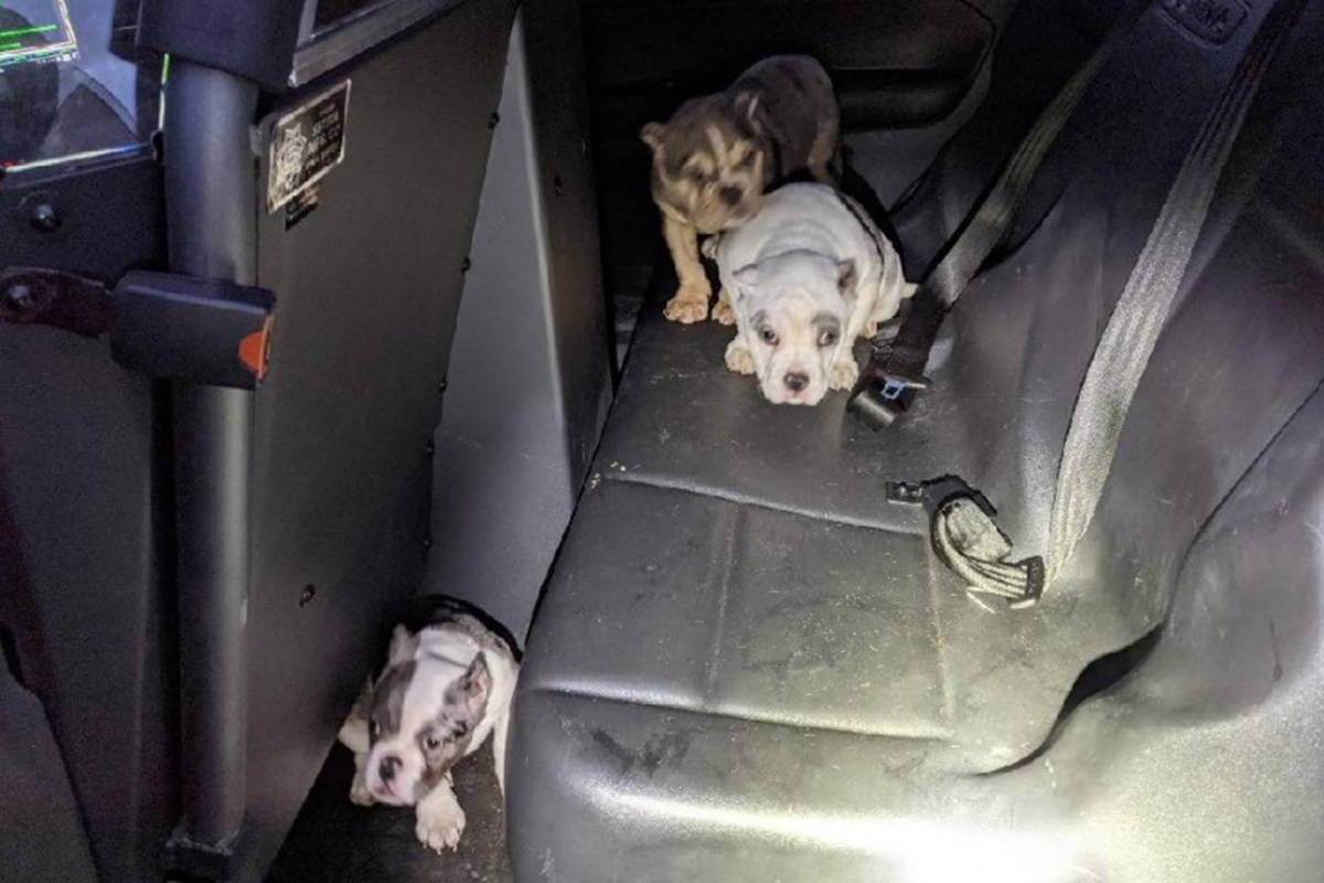 Three English bulldog puppies who were taken at gunpoint in northeast Las Vegas and later recov ...