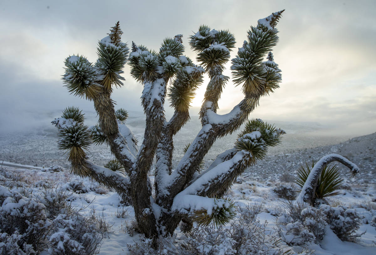A Joshua tree is dusted in snow atop the overlook as the clouds break in the Red Rock Conservat ...
