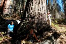 Tree hunters, from left, Ben Fetzer, Michael W. Taylor, Maria Mircheva pose with the second tal ...
