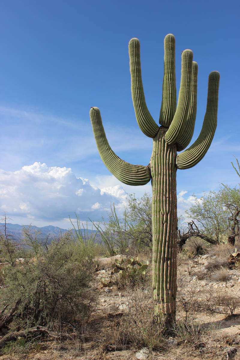 Saguaro National Park is named for the towering saguaro cactus, the signature plant of the Sono ...