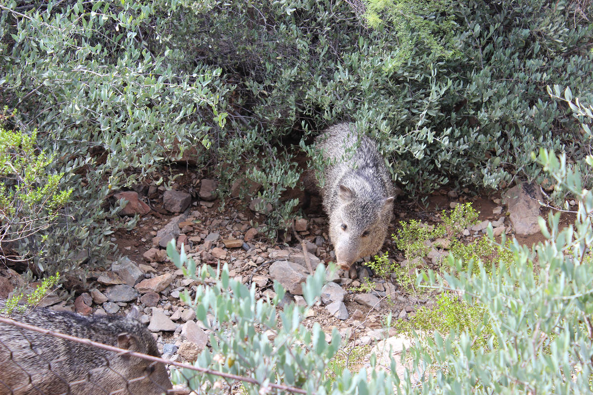 Javalina are common to see along the Desert Loop Trail at the Arizona-Sonora Deser ...