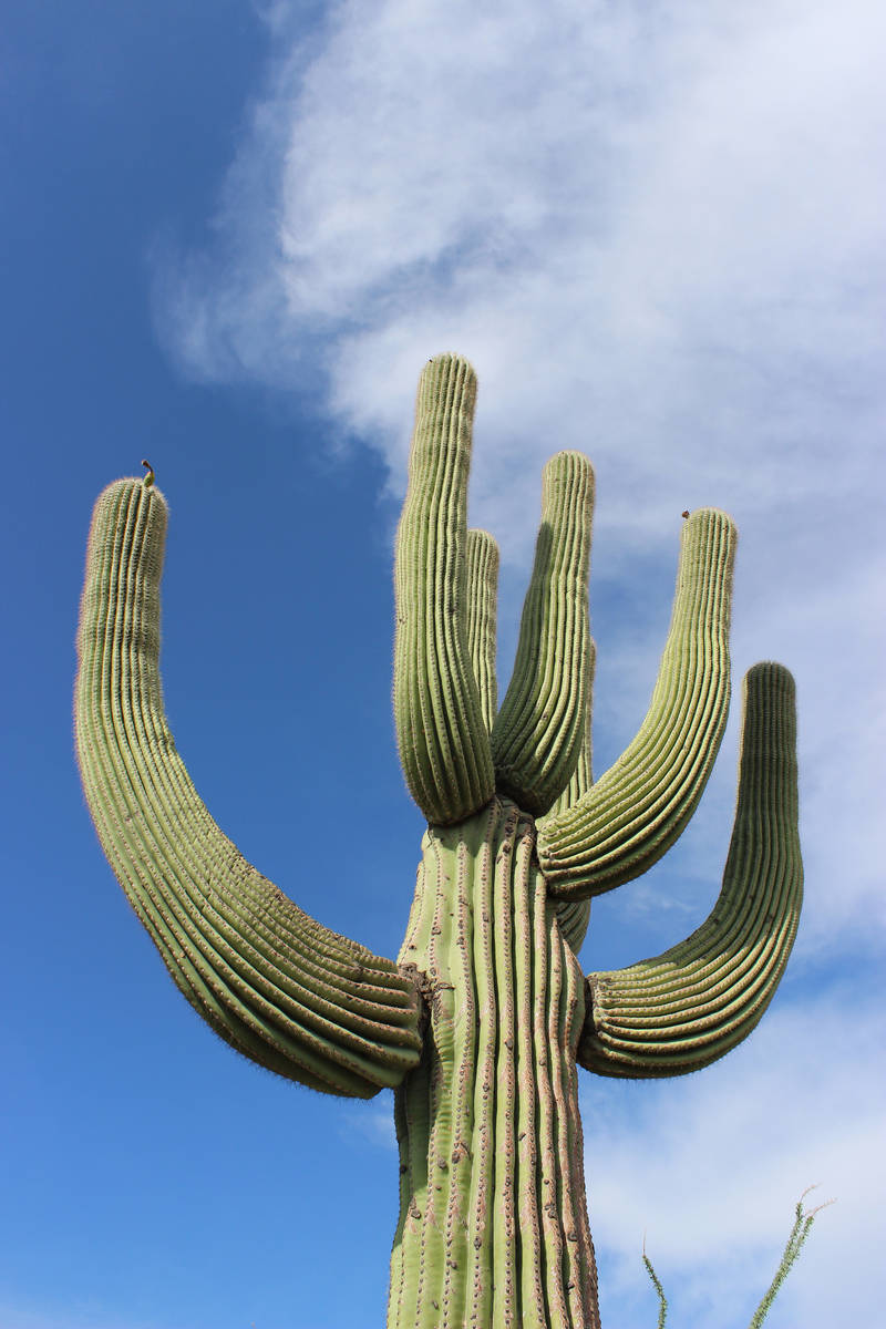 The first arms of the saguaro cactus might not appear until they are 50 to 100  ...