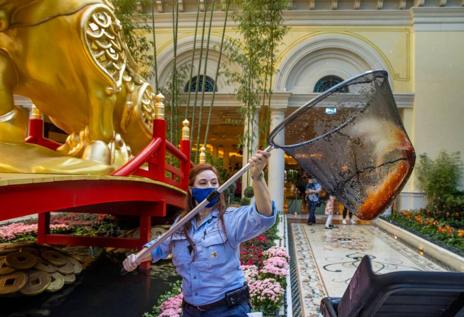 Engineer Rachel Hughes transfers koi into the pond as the Bellagio Conservatory & Botanical Gar ...