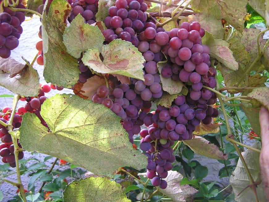 Concord grapes do well in Southern Nevada because the fruit is harvested late in the season whe ...