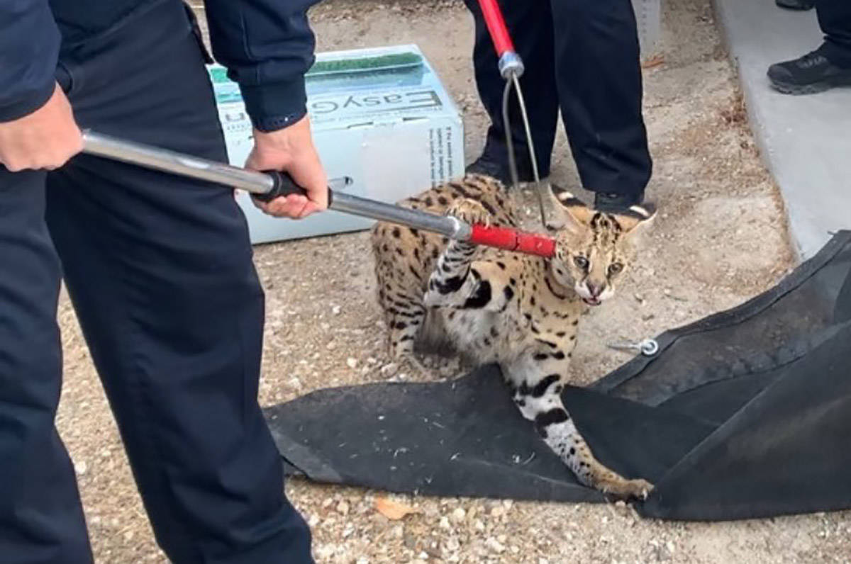 A serval cat native to Africa, was found recently in North Las Vegas. The North Las Vegas Polic ...
