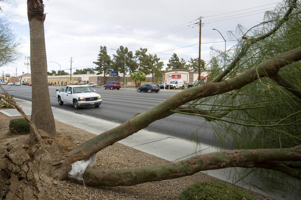 A tree partially blocks traffic on Lamb Boulevard near Harris Avenue after Clark County issued ...