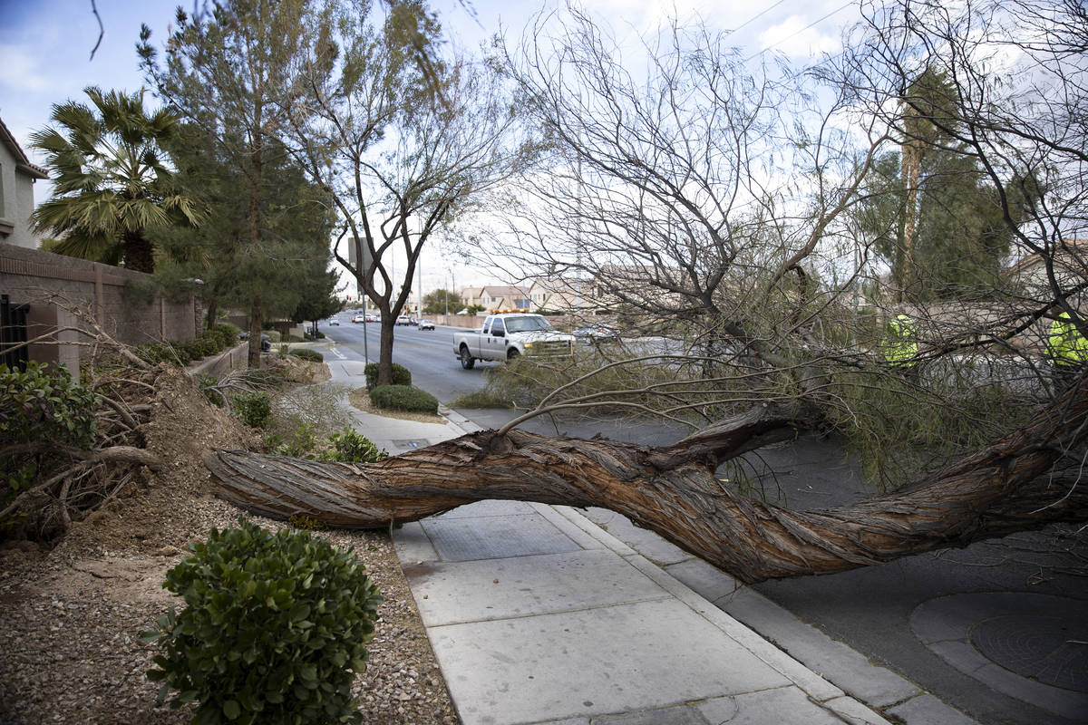 A fallen tree blocks two southbound lanes on North Commerce Street near West Craig Road in Nort ...